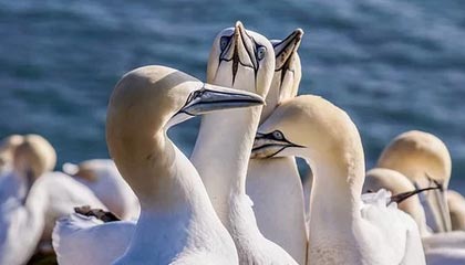 NBA直播-匈牙利确定米兰冬奥会开幕式旗手