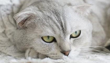 必赢官网入口：开启线上娱乐新纪元的安心通道