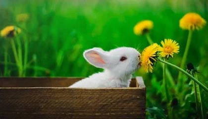 NBA直播在线观看-孙颖莎4-2早田希娜 与陈熠会师新加坡大满贯半决赛